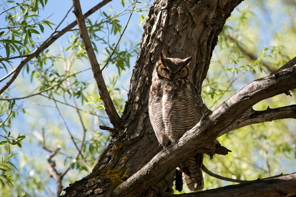 adult owl